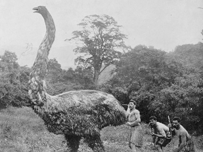 A moa being hunted