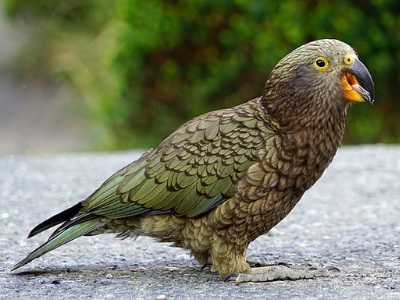 Kea bird