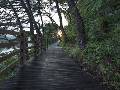 Outdoor path under bushes