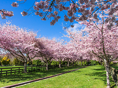 Cherry Blossom Trees Flowering in Chrsitchurch