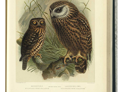 Laughing Owl (artists rendition)
