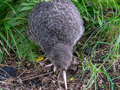 Little Spotted Kiwi