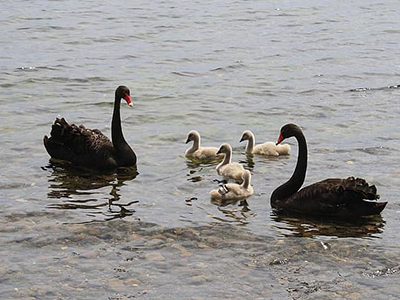 NZ Swan floating on water