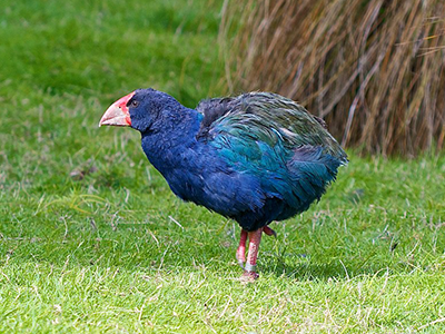 Takahe