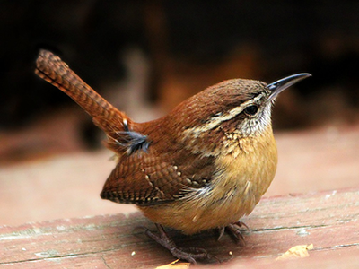 Wren