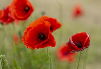 Poppy flowers