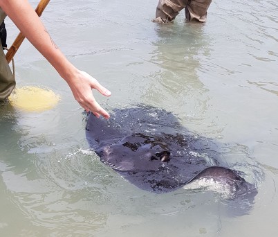 Stingray